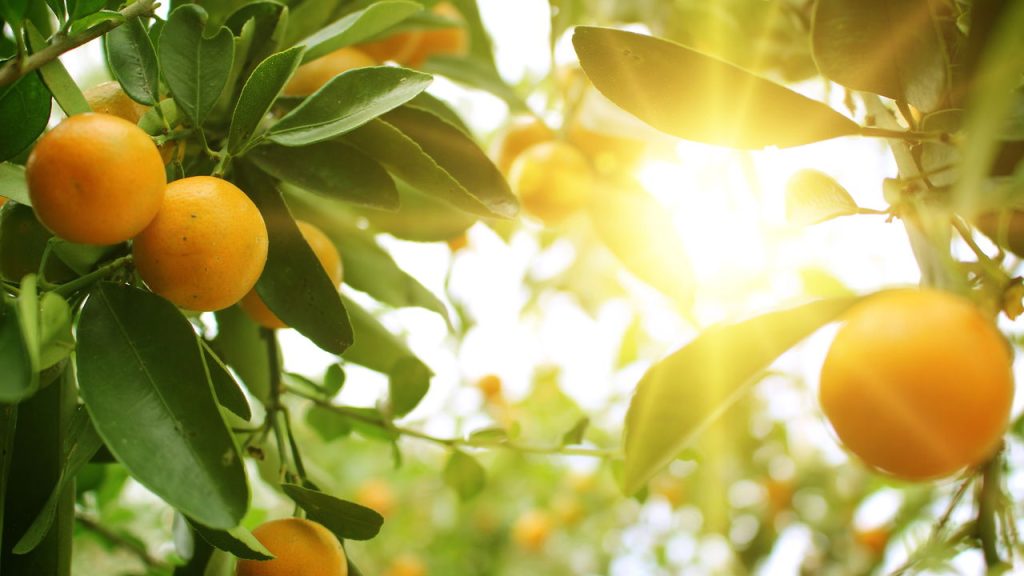 Essa fruta pode proteger seu coração e ainda dá pra plantar em casa