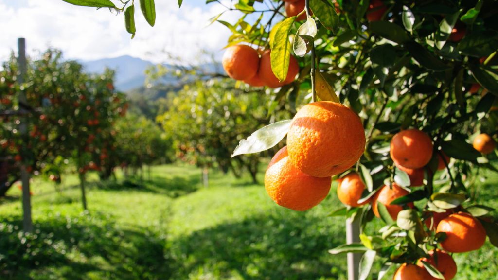 Essa fruta pode transformar seu dia e te ajudar a relaxar mais