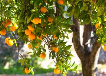 Essa fruta pode proteger seu coração e ainda dá pra plantar em casa