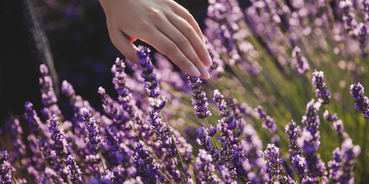 Essa planta aromática ganhou destaque por ajudar no relaxamento, melhorar o sono, reduzir o estresse e ainda ser fácil de cultivar em casa