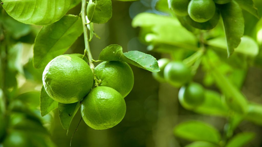 A fruta poderosa que protege o coração, fortalece a imunidade e ainda cresce fácil em casa
