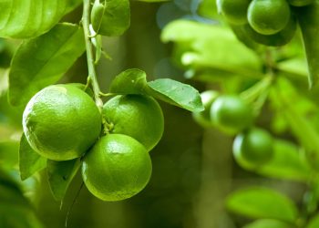 Nem diariamente, nem uma vez por semana: com que frequência você deve regar o limoeiro para ter limões grandes na primavera?