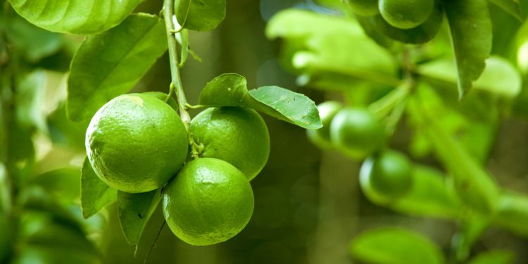 Nem diariamente, nem uma vez por semana: com que frequência você deve regar o limoeiro para ter limões grandes na primavera?