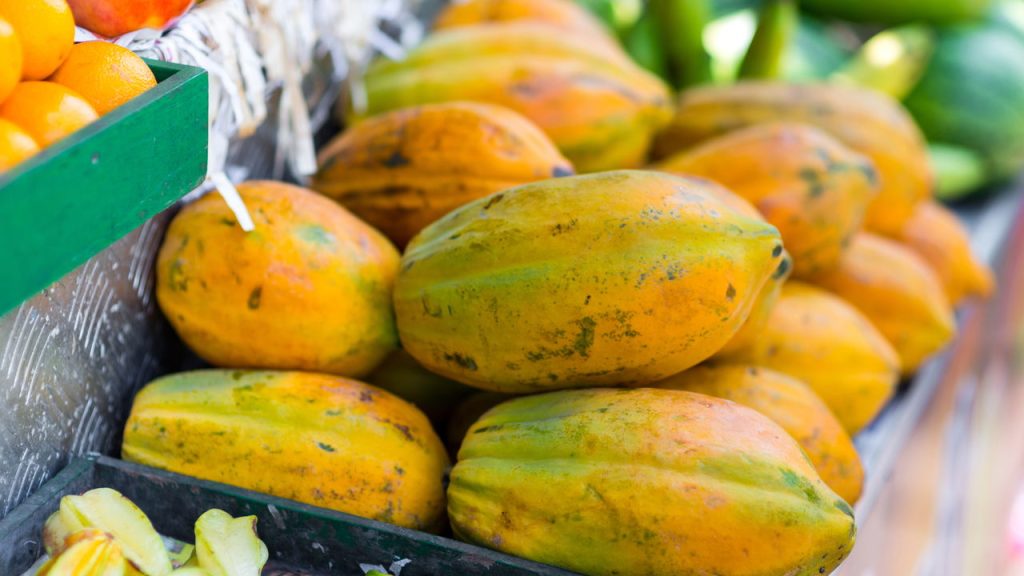 Aprenda como plantar Mamão em seu quintal de forma simples