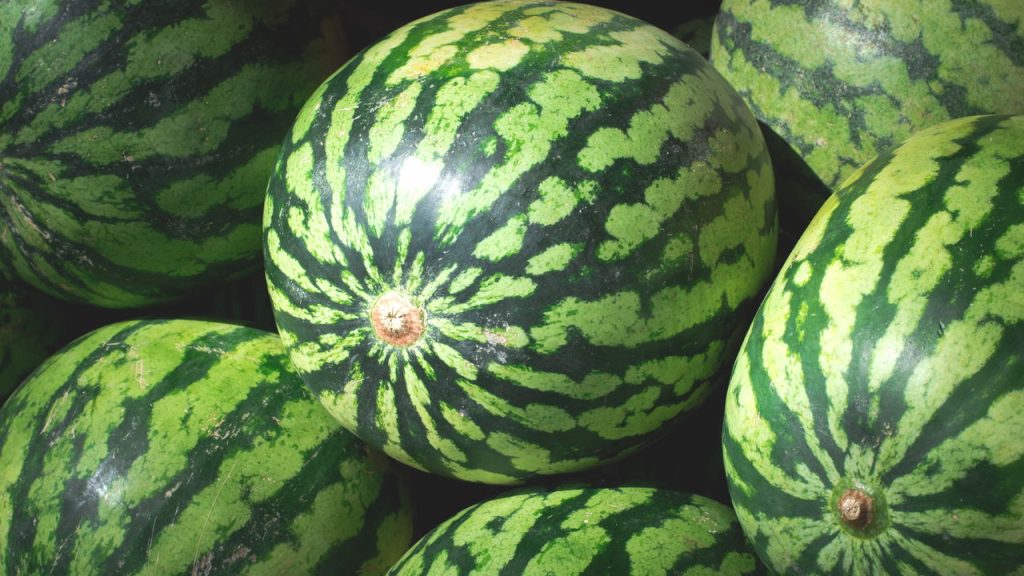 Uma dica simples está ajudando brasileiros a cultivar melancia em casa