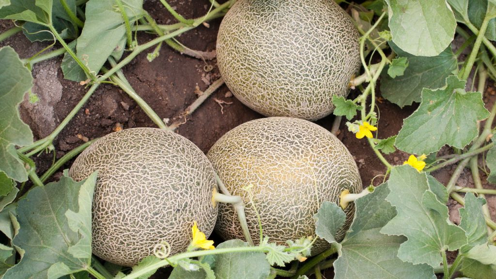 Como plantar Melão no seu quintal de forma simples