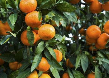 A fruta que protege o coração, ajuda na digestão e é fácil de plantar em casa