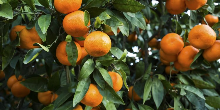A fruta que protege o coração, ajuda na digestão e é fácil de plantar em casa