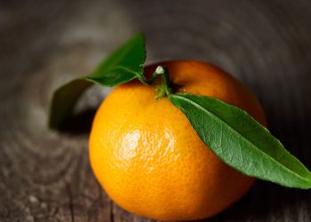 A fruta que protege o coração, ajuda na digestão e é fácil de plantar em casa