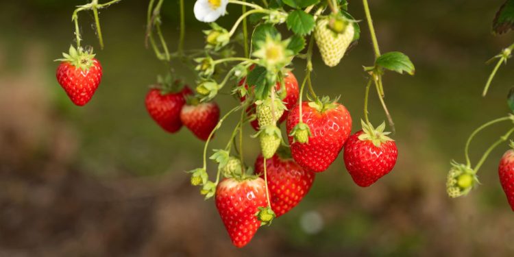 Como plantar morangos em sua casa com passos simples