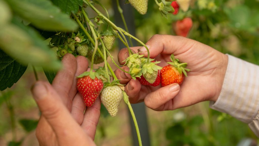 A fruta do amor perfeita para fortalecer a saúde e plantar em casa