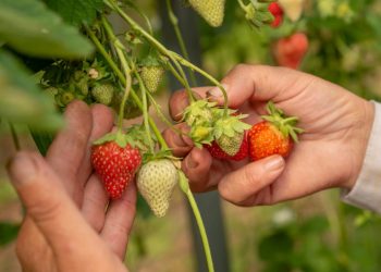 A fruta do amor perfeita para fortalecer a saúde e plantar em casa