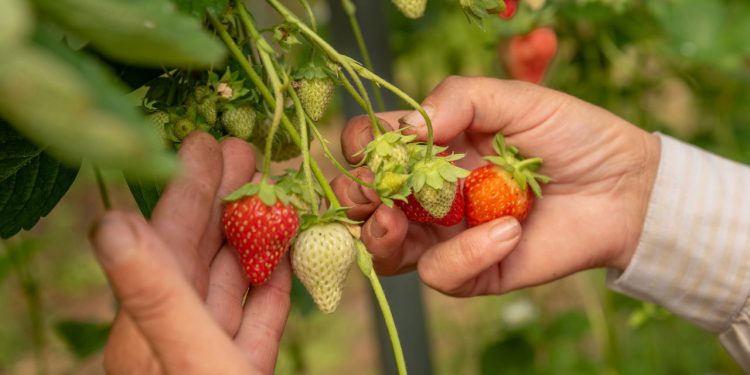 A fruta do amor perfeita para fortalecer a saúde e plantar em casa