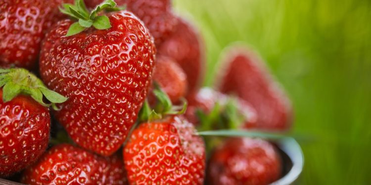 A fruta do amor perfeita para fortalecer a saúde e plantar em casa