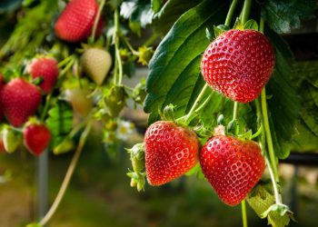 Como plantar morango em casa e aproveitar todos os seus benefícios