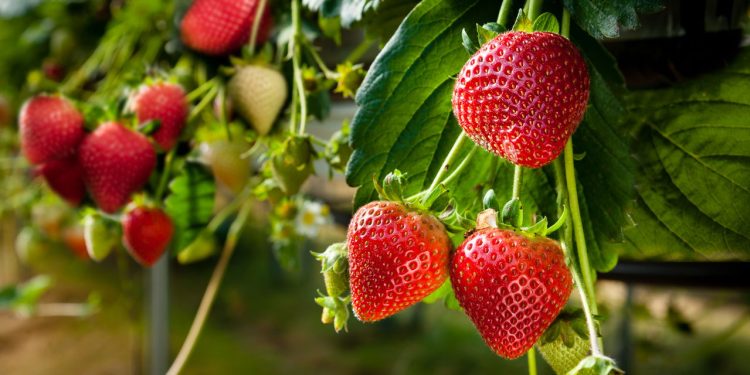 Como plantar morango em casa e aproveitar todos os seus benefícios
