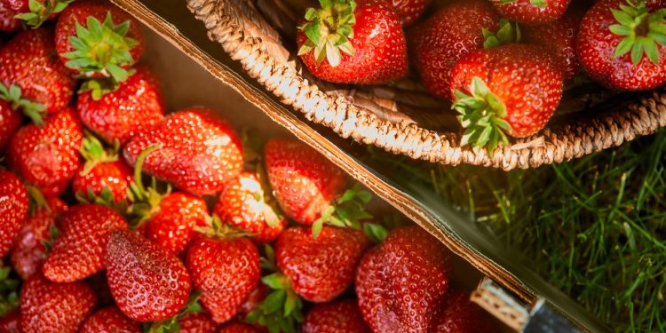 A fruta do amor perfeita para fortalecer a saúde e plantar em casa