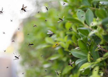A planta que afasta os mosquitos e perfuma todo o jardim