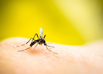 A ameaça invisível que cresce junto com o calor e pode te atingir em casa