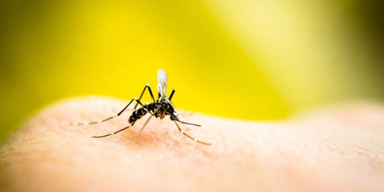 A ameaça invisível que cresce junto com o calor e pode te atingir em casa