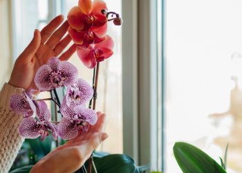 As melhores dicas para cultivar orquídeas em casa com beleza e praticidade
