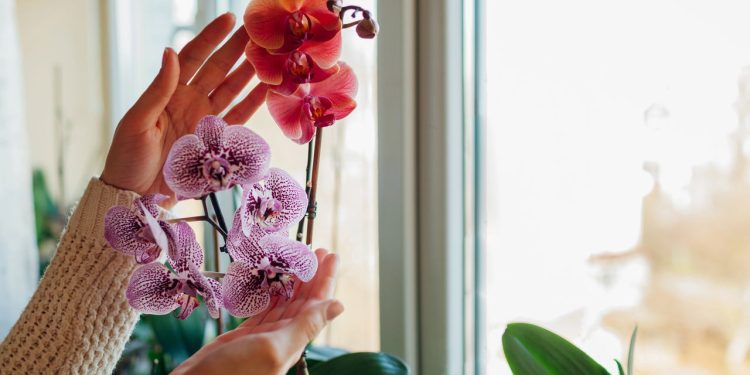 As melhores dicas para cultivar orquídeas em casa com beleza e praticidade