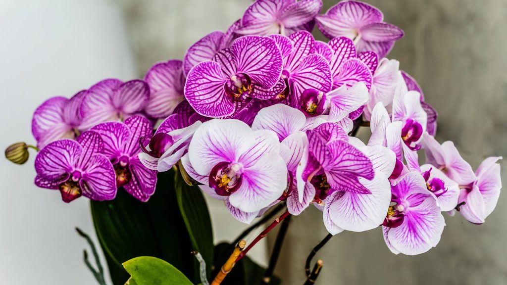 As melhores dicas para cultivar orquídeas em casa com beleza e praticidade