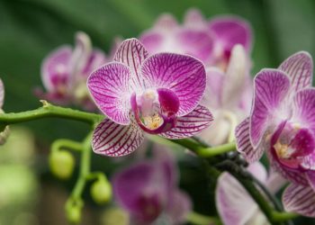 Como plantar Orquídeas em casa com os melhores truques