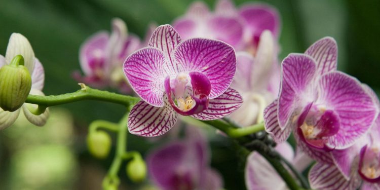 Como plantar Orquídeas em casa com os melhores truques