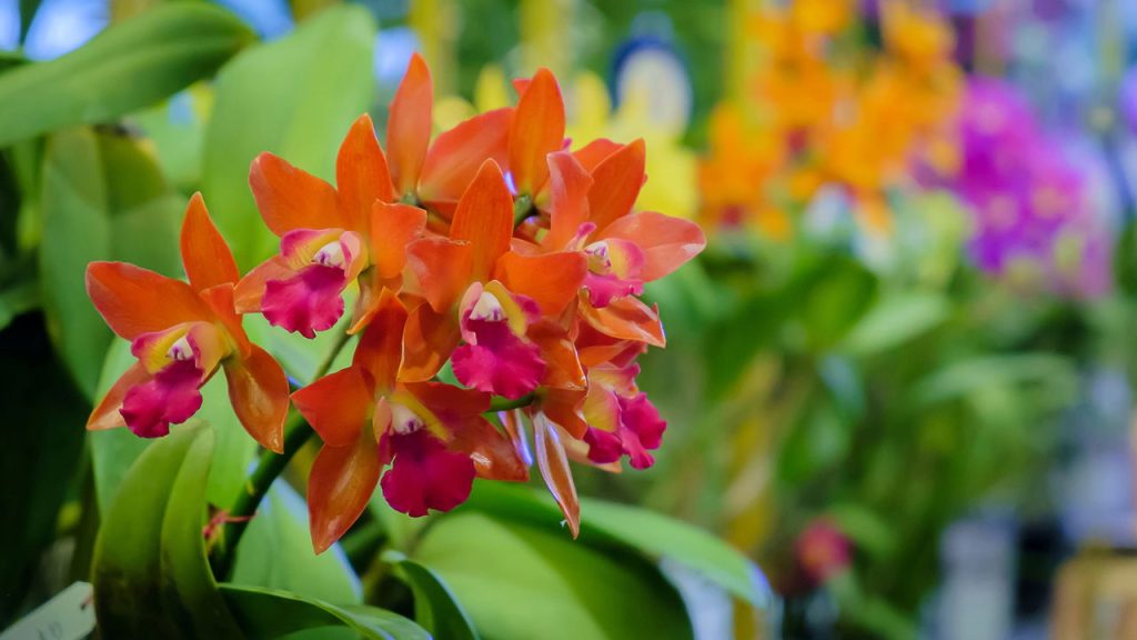 Como plantar Orquídeas em casa com os melhores truques