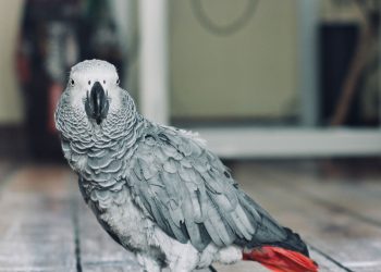 Como saber se um papagaio é fêmea ou macho, segundo a ciência