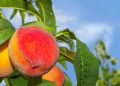 A fruta doce e suculenta que faz bem para a saúde está conquistando espaço na mesa dos brasileiros por unir sabor marcante, nutrientes essenciais e benefícios para o corpo
