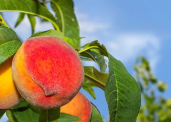A fruta doce e suculenta que faz bem para a saúde está conquistando espaço na mesa dos brasileiros por unir sabor marcante, nutrientes essenciais e benefícios para o corpo