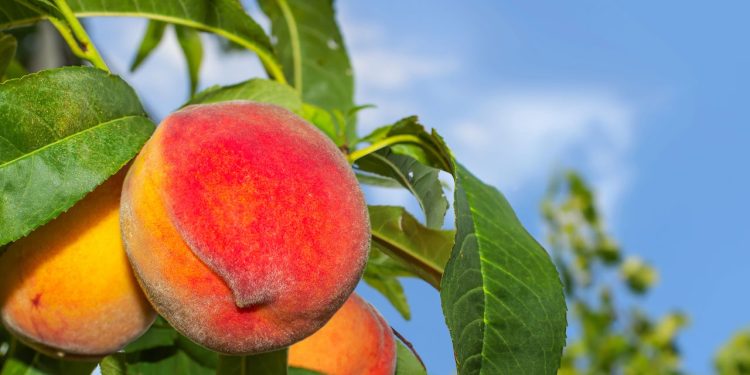A fruta doce e suculenta que faz bem para a saúde está conquistando espaço na mesa dos brasileiros por unir sabor marcante, nutrientes essenciais e benefícios para o corpo