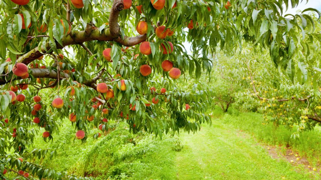 Aprenda a plantar pêssego em seu quintal de maneira simples