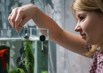 Peixes pensam, tem memória e sentem dor? Entenda agora