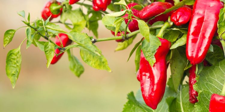 Como plantar pimenta em casa com passo a passo simples