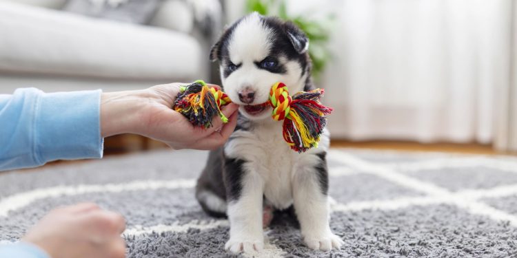 Aprenda como gastar menos sem abrir mão da felicidade do seu cachorro segundo especialistas