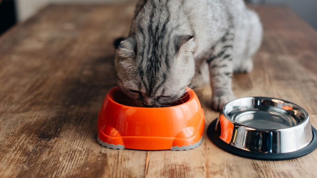 7 alimentos que você NUNCA deve dar para seu pet