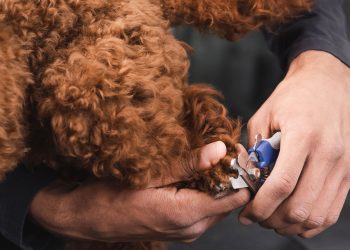 Cortar as unhas do pet em casa é mais fácil do que parece