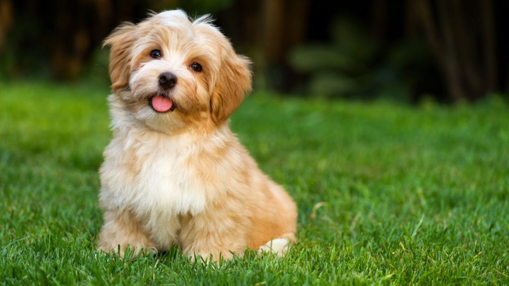 As 7 raças de cachorro que vivem mais de 10 anos