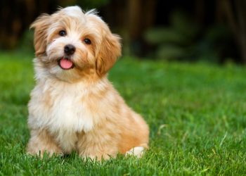 As 7 raças de cachorro que vivem mais de 10 anos