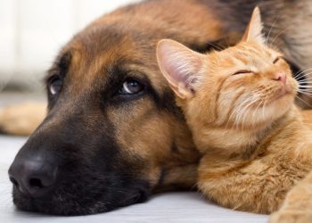5 dicas essenciais para a adaptação tranquila do pet no novo lar