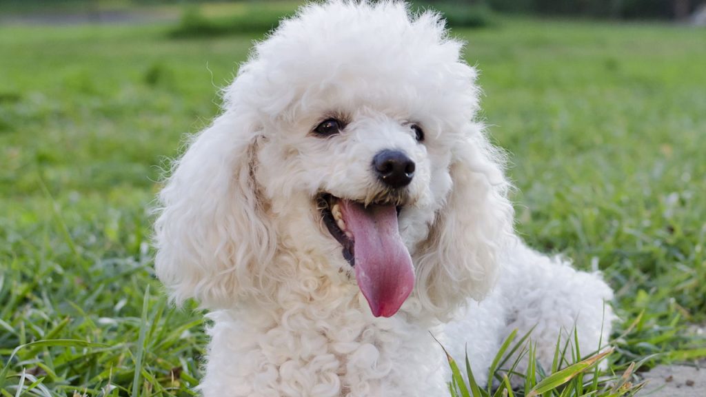 Longa vida aos pets! Confira as raças de cães que vivem mais