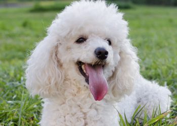 Top três raças de cães mais obedientes e fáceis de treinar