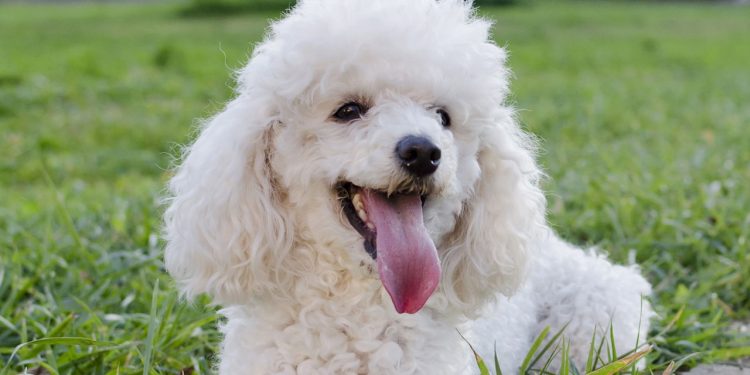 Top três raças de cães mais obedientes e fáceis de treinar