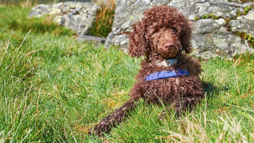 O que fez o poodle sair do topo das raças queridas