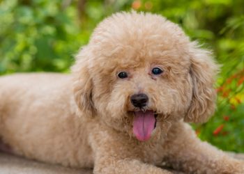 Poodles estão desaparecendo das famílias brasileiras e o motivo parte o coração
