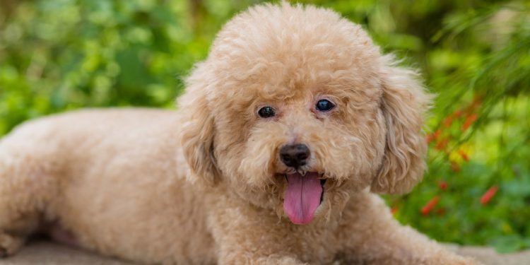 Poodles estão desaparecendo das famílias brasileiras e o motivo parte o coração