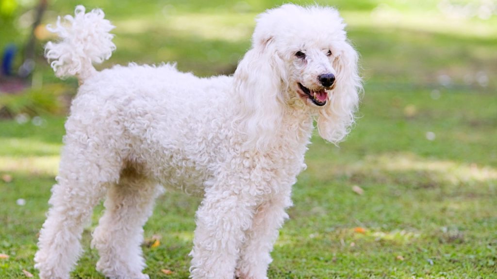 Poodles estão desaparecendo das famílias brasileiras e o motivo parte o coração